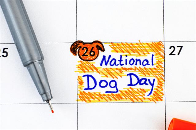 Where to Celebrate National Dog Day in Charleston